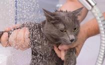 ​给猫咪洗澡要了解哪些事情