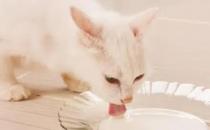 ​猫补充纤维素怎么补充 纤维素对猫重要吗