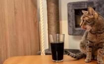 ​可以给猫喝矿泉水吗 真的会导致尿结石