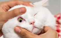 ​猫咪黄疸怎么治 猫咪黄疸如何引起的