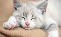 猫猫感冒的原因和症状和治疗方法