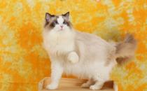 ​布偶猫幼猫如何饲养 饲养布偶猫幼猫要注意什么