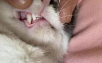 ​猫咪牙龈红肿用什么药 及时消炎很关键的
