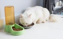 ​如何训练猫咪使用猫砂盆