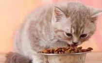 ​猫驱完虫拉稀正常吗  可能是喂养问题