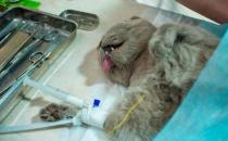 猫做完绝育手术麻醉多久醒 术后该如何护理