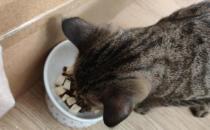 成年猫一个月吃多少猫粮