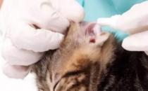 猫咪耳朵细菌感染症状和治疗