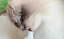 ​猫咪化毛膏使用的注意事项有哪些