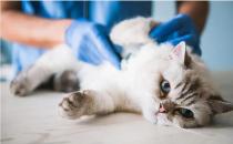 ​猫咪拉肚子是怎么回事 在家应如何护理