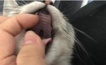 ​猫咪嘴巴上有黑东西是怎么了
