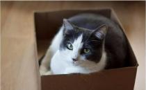 ​猫咪为什么喜欢钻盒子 祖先的遗传因素造成的