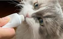 ​猫吃化毛膏有什么作用 什么时候应该喂