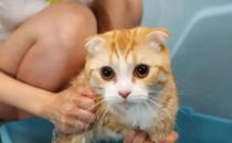 ​给猫咪洗澡有哪些注意事项（刚接回家的猫咪不能洗澡）