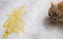 ​小猫吐黄水怎么办 可能是某种疾病的预兆