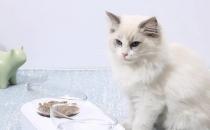 ​猫喝水用什么容器好 猫水碗材质也是有讲究的