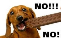 狗狗吃巧克力对狗狗有哪些危害（会引起狗狗中毒）
