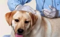 狗狗患了病毒性肠炎如何治疗(补液消炎抗休克)