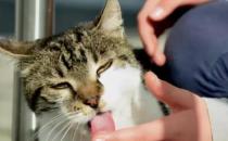 为什么猫咪平常喜欢舔自己