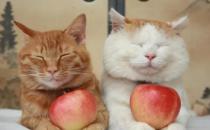 猫可以吃水果吗 有些水果是绝对不可以碰的