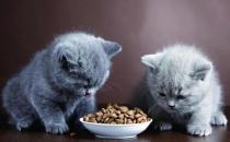 ​喵咪挑食怎么办 改变猫咪的饮食习惯是必然