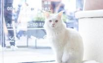 ​波波茶是什么品种的猫 这种猫可是猫中精灵