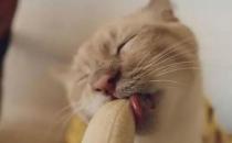 ​猫可以吃香蕉吗 任何水果都不可以过量喂食