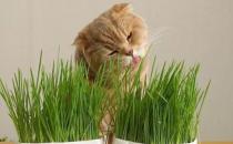 ​猫咪多大可以吃猫草 吃猫草有什么好处吗