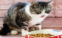 猫咪满月之后可不可以喂猫粮（可以吃猫粮）