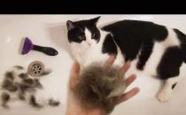 猫咪冬天毛为什么会蓬松 需要特别护理吗