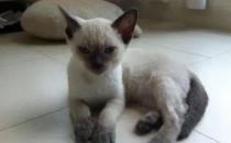 暹罗猫幼猫肺炎的症状与治疗