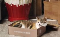 ​猫咪为什么喜欢纸盒子 猫咪喜欢钻进盒子里的原因