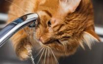 ​猫咪脱水原因介绍