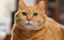 橘猫为什么比一般猫胖