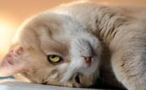 发情期的猫咪都会乱尿吗