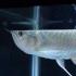 ​银龙鱼在冬季如何饲养（对水温和水质进行控制）