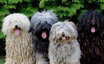 ​可蒙犬和波利犬的区别是什么