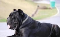 ​卡斯罗犬怎么养 卡斯罗犬饲养方法及注意事项