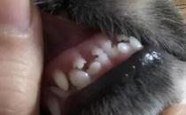​狗狗牙齿掉了出血解决方法
