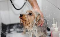 ​宠物狗狗在家应该怎么洗澡