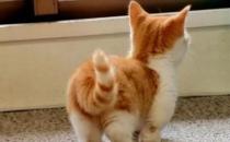 ​猫咪的尾巴竖起来是什么意思（心情愉悦 和善友好）