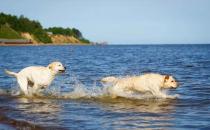 ​拉布拉多狗狗天生就会游泳吗
