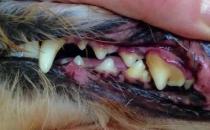 ​狗狗患牙龈炎的时候有什么症状