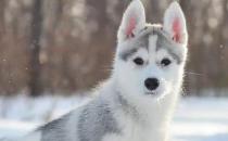 ​哈士奇怎么养 西伯利亚雪橇犬饲养方法