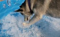 ​狗狗怕热能给它吃冰块吗