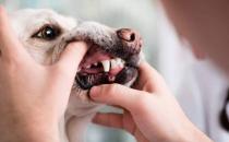 ​小狗用什么磨牙比较好
