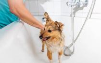 ​有些狗狗为什么不爱洗澡