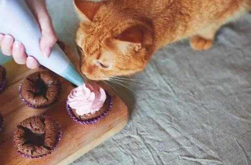 ​猫咪能不能吃蛋糕（不能吃蛋糕）
