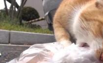 ​猫咪吃了塑料异物怎么办（及时进行催吐处理）