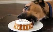 狗狗能不能吃甜食（可以适量吃）